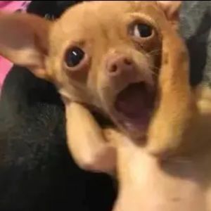 Meet your Posher, Meme